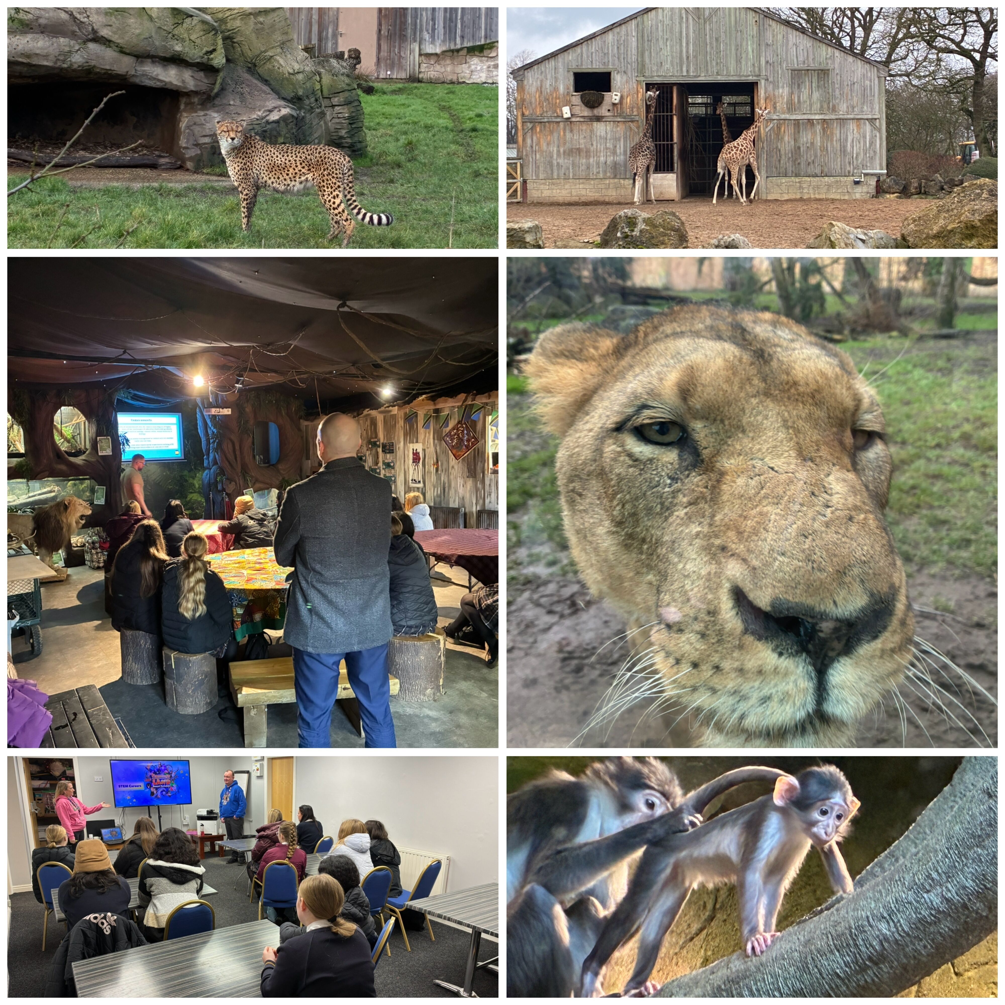 Collage export 13 BA4 E6 A A507 4 D7 F 9 F9 F 241 C4 AEDB910